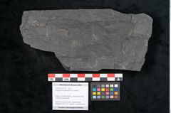 Foto (Objekt + Etikett) von Noeggerathia palmaeformis Goeppert (NHMW-GEO-2024-0188-10735)